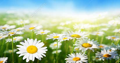 Field of daisy flowers