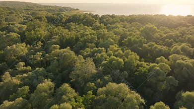 Jungle river wood forest tree water lake green nature view magic beautiful