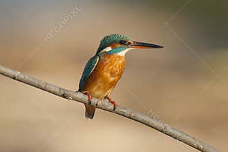 Female Kingfisher