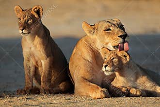 Lioness with cubs