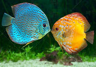 Two fish kissing