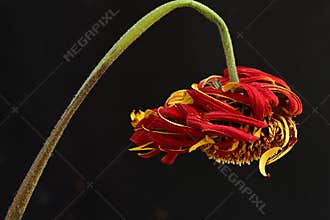 very pretty colorful withered gerbera flower on a black background