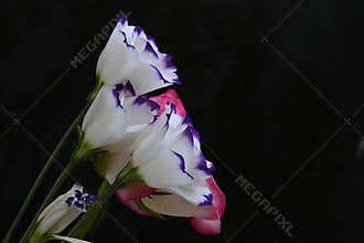water drops on a colorful pink rose and lizianthus flower on a black background