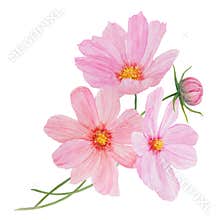 Pink Cosmos watercolor illustration. Hand drawn botanical painting, floral sketch. Colorful flower clipart for summer or