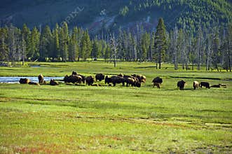American Buffalo in Yellowstone