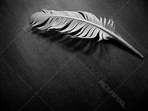 Elegant Feather on Dark Fabric