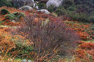 mountains nature landscape outdoor view trees stones navacerrada