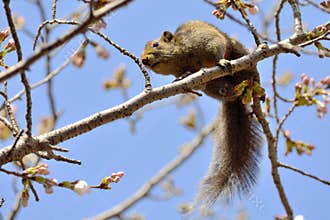 Squirrel in cherry blossom