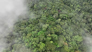 Mist on tropical rainforest mountain.