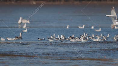 Many river gulls hunt fish in lakes, rivers, and canals. Seagulls fly over the water. Seagulls gracefully