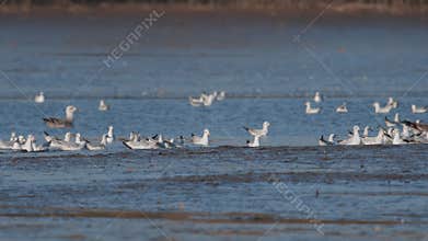 Many river gulls hunt fish in lakes, rivers, and canals. Seagulls fly over the water.