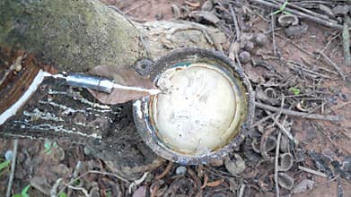 Rubber tapping, Tapping latex rubber tree, Rubber Latex extracted from rubber tree garden.