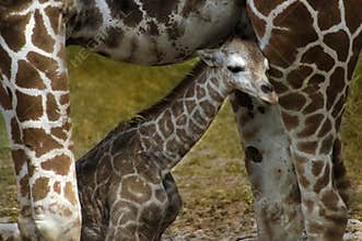 Baby Giraffe