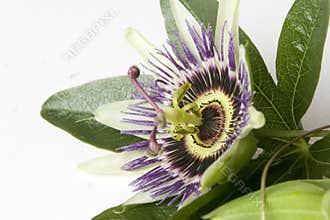 Passion Flower