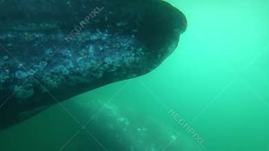 Gray whale - Eschrichtius robustus. Underwater footage