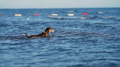 Mixed breed canine enjoys the ocean. A spirited dog wades into the sea