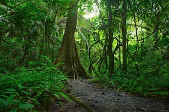 Jungle forest scenic background
