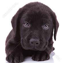 Black labrador retriever puppy dog looking into the camera