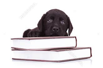 Labrador retriever lying down on some books