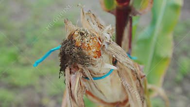 Rotten and withered ear of corn on a stalk. Corn diseases penicillosis and fusarium, close-up. Slow motion