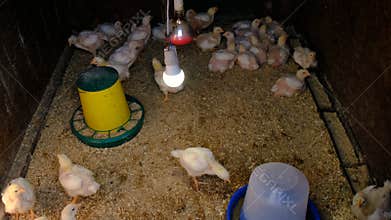 broiler chickens in the chicken coop. Selective focus.