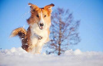 Dog border collie playing in winter