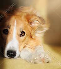 Cute dog border collie dreaming