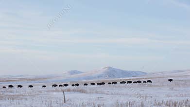 Snow Prairie Landscape and Sky, Buffalo Bison Herd Walking and Migrating, Foraging Mammals, Nature Conservation