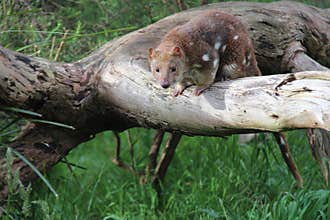 australian carnivorous marsupial (tiger quoll)