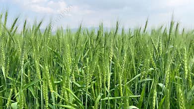 Natural view of Village Wheat Field in Mianwali