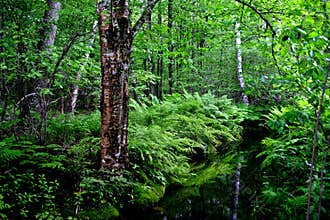 Acadia National Park, Maine