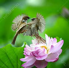 Birds dance