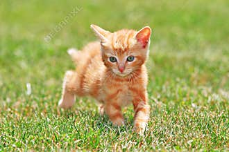 Cute Cat