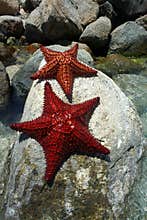 Sea Star on Rocks