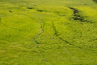 Bison Tracks Criss Cross Bright Green Grasses of Hayden Valley