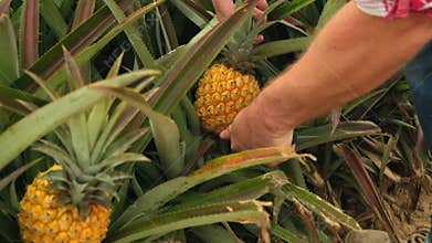 the hand of a male farmer with a knife cuts a ripe pineapple from the field