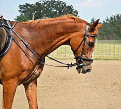Brown horse