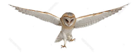 Barn Owl, Tyto alba, 4 months old, flying