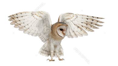 Barn Owl, Tyto alba, 4 months old, flying