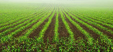Rows of young corn plants