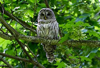 Barred Owl