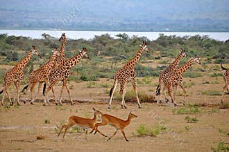 Giraffes Run with Gazelles at Murchison Falls Ugan