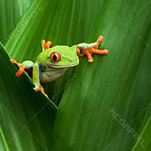Red eyed tree frog big eye curiosity