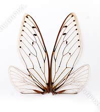 Cicada wings.