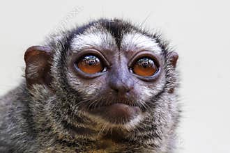 The three-striped night monkey Aotus trivirgatus