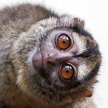 The three-striped night monkey Aotus trivirgatus
