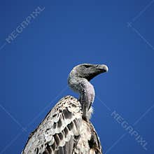 Griffon vulture