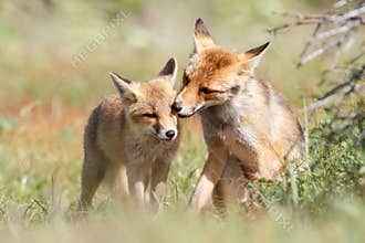 Two small foxes