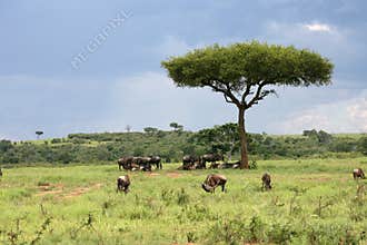 African landscape