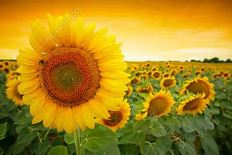Sunflower field